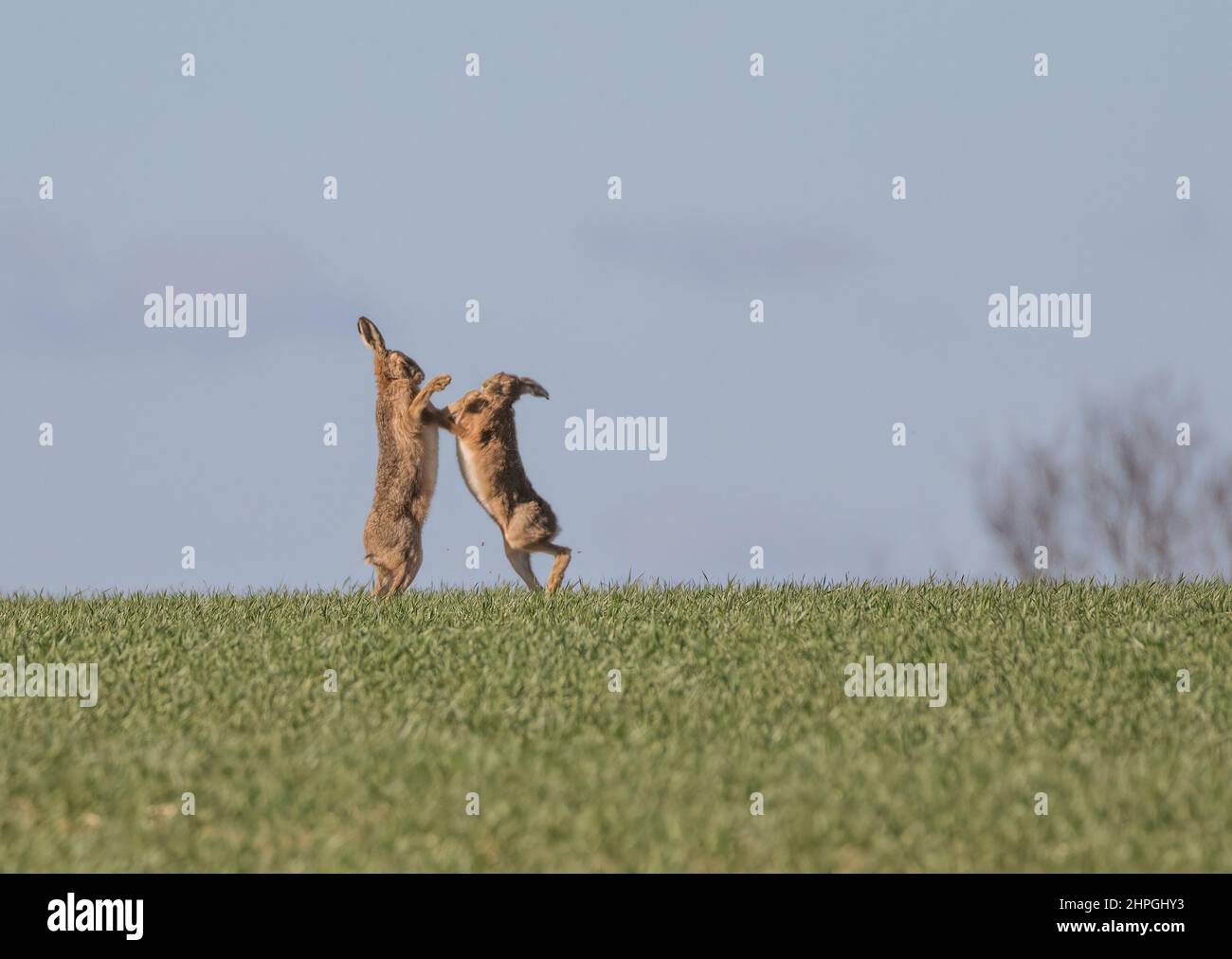 Mad March Hares. A pair of Classic Boxing Hares,. Male & Female having
