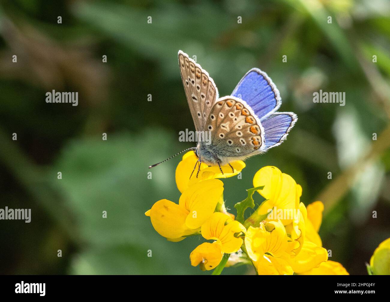 A Common Blue butterfly perched on  Birds Foot Trefoil on the edge of a woodland ride. Shows both the fore and underwing.Suffolk, UK. Stock Photo
