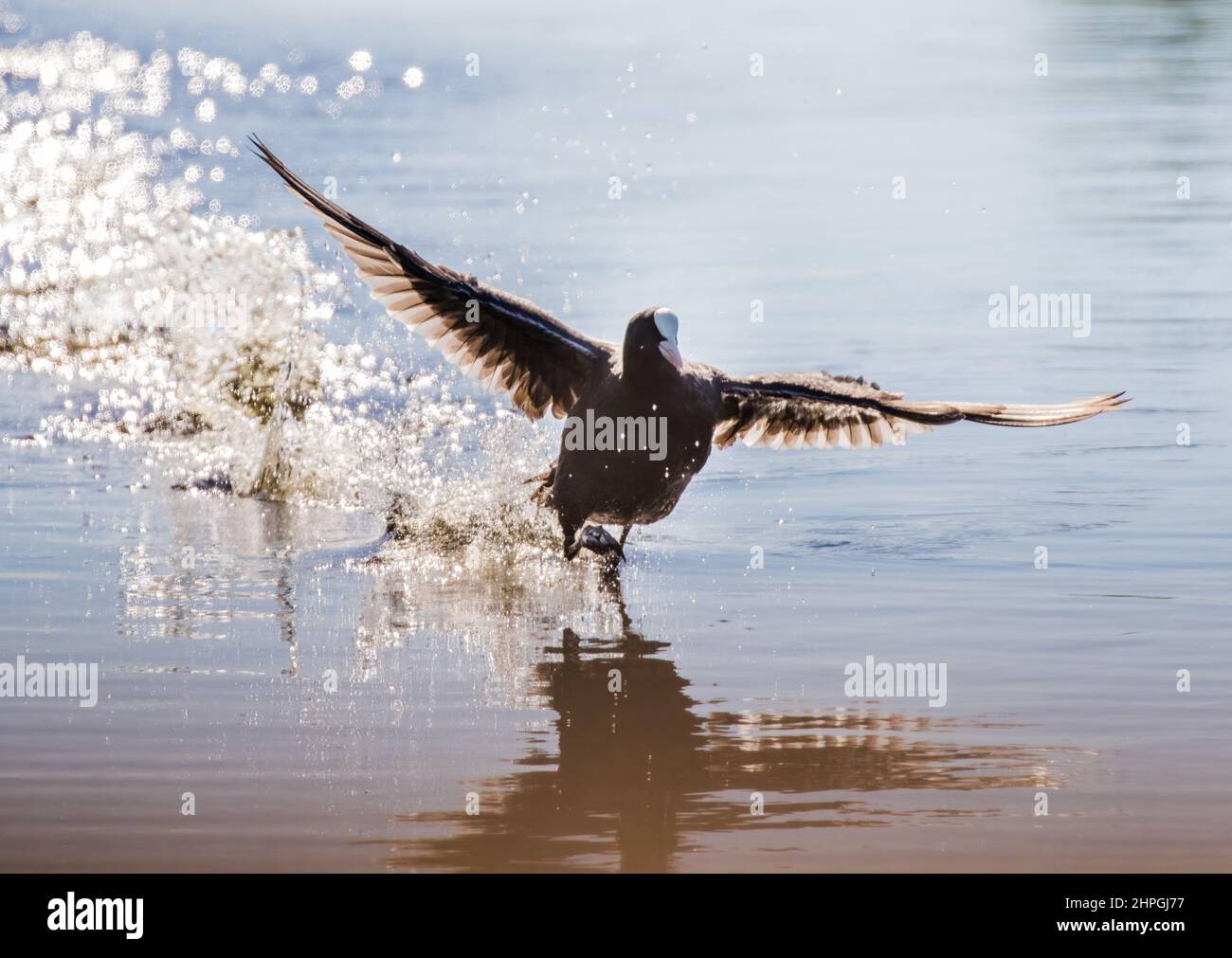 A classic Coot , running across the water surface , wings outstretched with a glistening array of sunlit droplets. Suffolk, UK Stock Photo