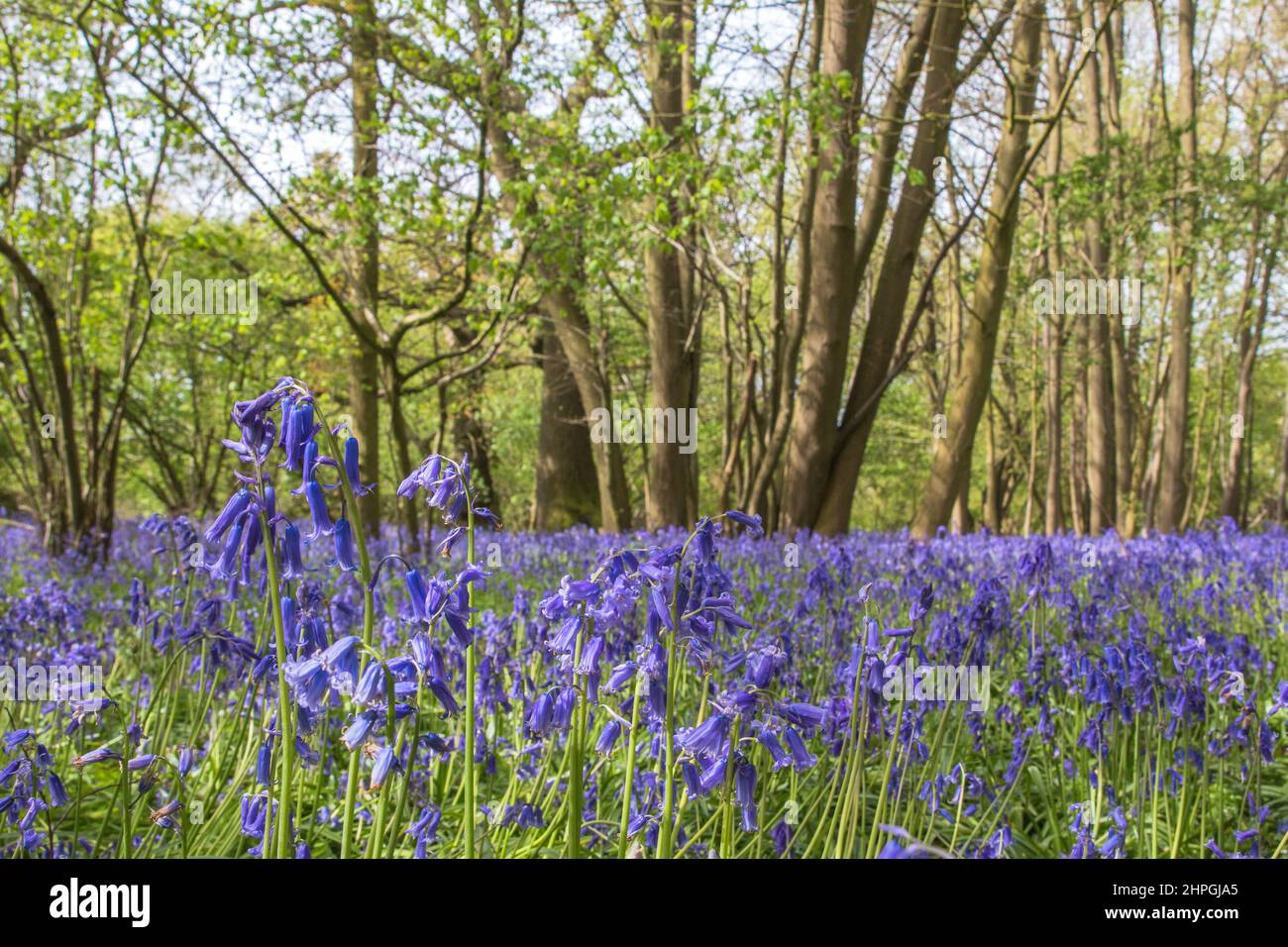 A insect's view of a carpet of native Blubells and Whitebells in ancient woodland amongst hazel coppice and beech trees. Suffolk, UK Stock Photo