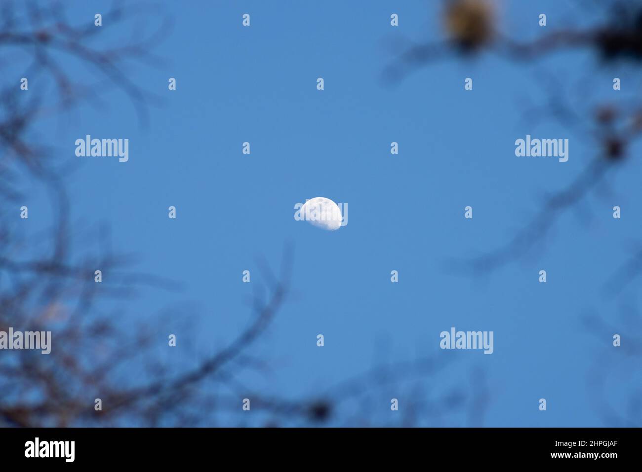 Daytime moon framed by blurry tree branches. Night time nature background with half moon in the center of frame Stock Photo