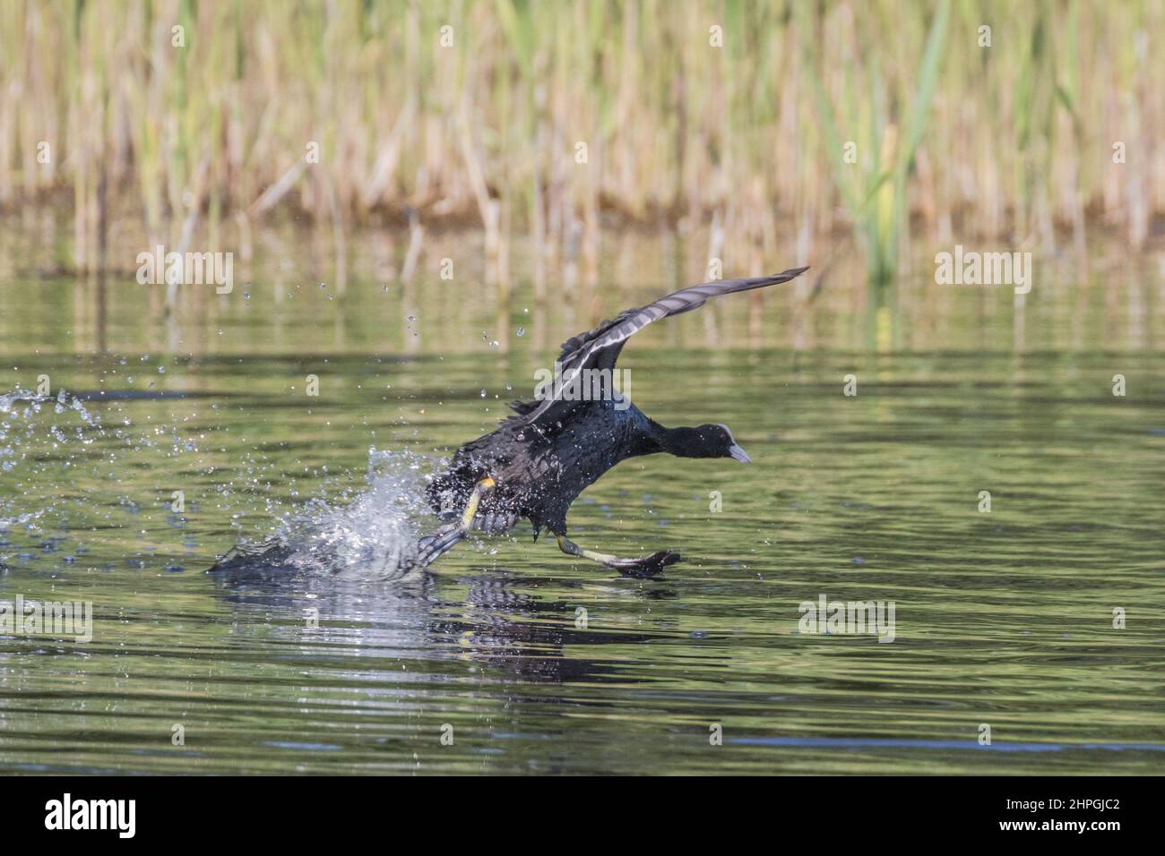 A Coot caught in full action, green legs and huge feet walking on water . It is  running across the surface of a lake , Suffolk .UK Stock Photo