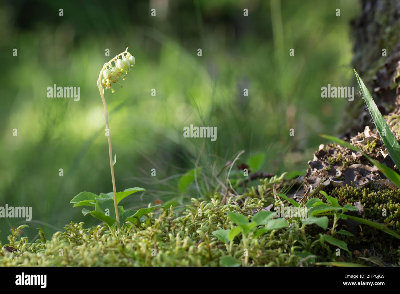 Sidebells wintergreen (Orthilia secunda) Stock Photo