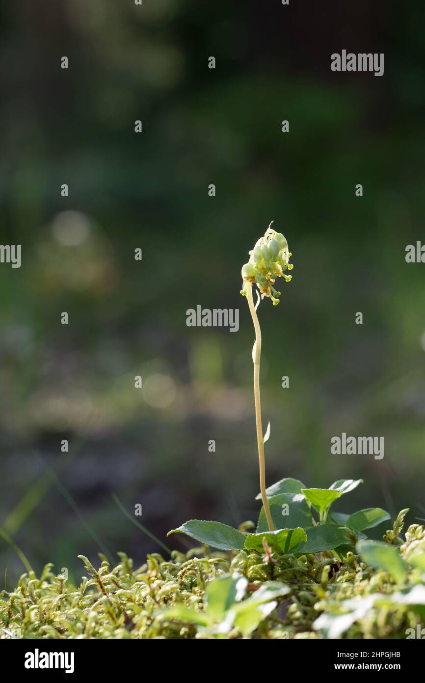 Sidebells wintergreen (Orthilia secunda) Stock Photo