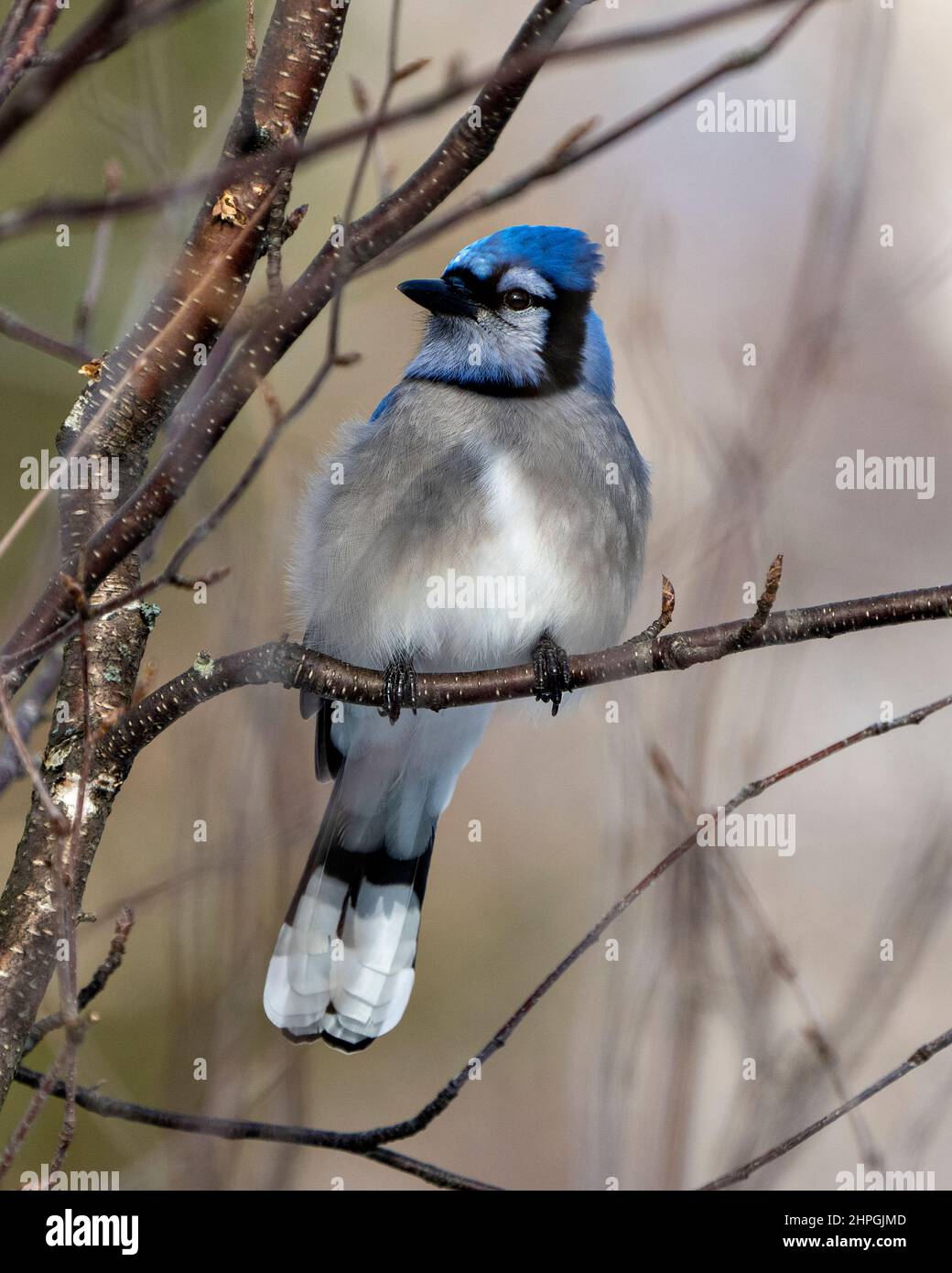 Blue Jay bird perched on a branch with a blur background in its environment and habitat surrounding displaying blue feather plumage. Jay bird. Stock Photo