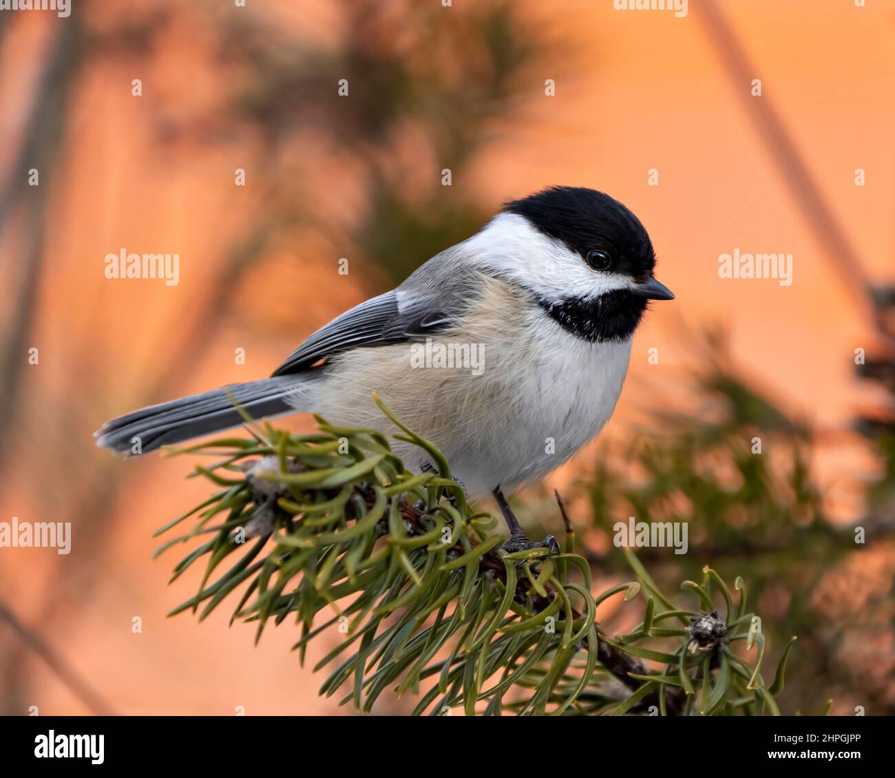 Chickadee close-up profile view perched on a pine branch with a blur ...