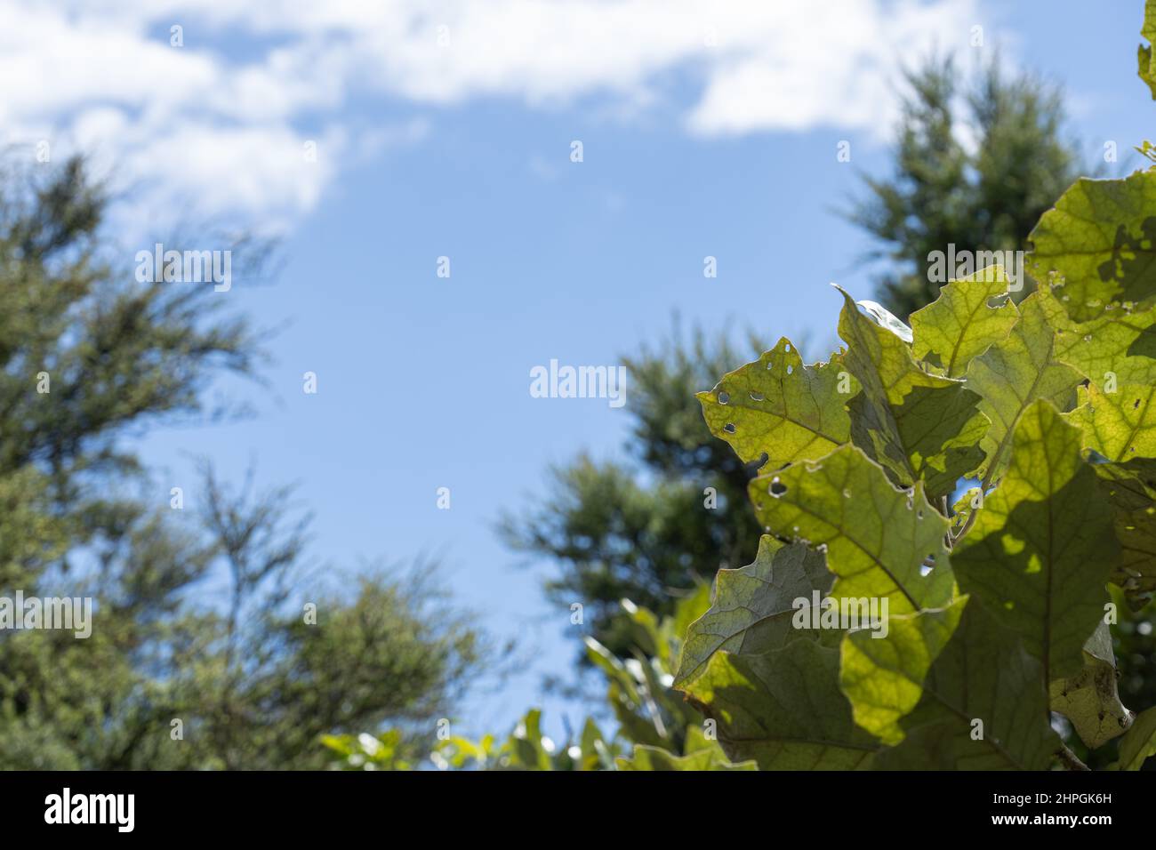 Skyward view with large rangiora leaves Stock Photo