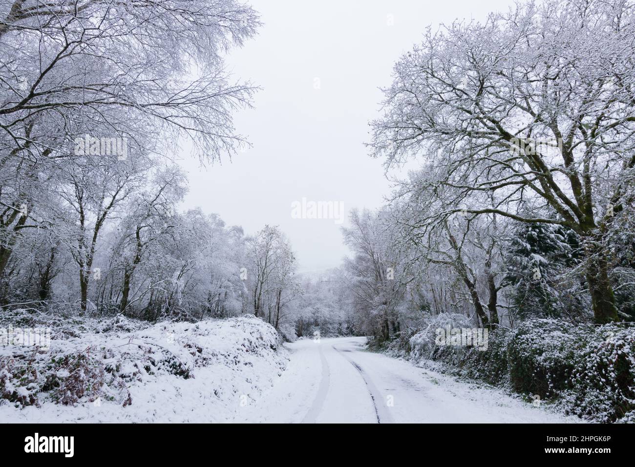 Dangerous journey on a road with snow and trees on the side in a mountain in Galicia, Spain Stock Photo