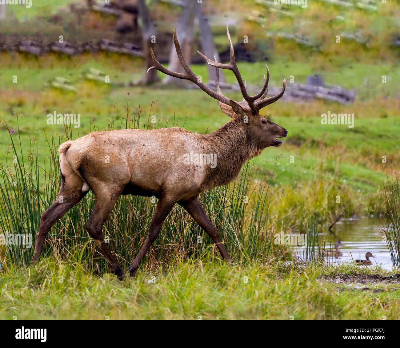 Elk male walking by water with ducks and displaying large antlers and brown colour fur coat in its environment and habitat surrounding. Wapiti. Stock Photo