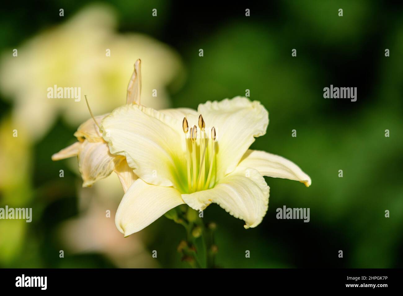 Ivory white flower of Hemerocallis Arctic Snow plant, know as daylily, Lilium or Lily plant in a British cottage style garden in a sunny summer day, b Stock Photo