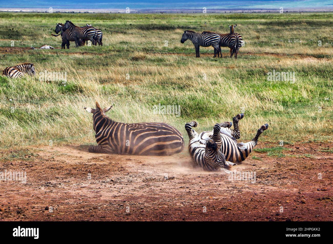 Zebras playing in the vast fields of Kitulo National Park, in the Southern Highlands of Tanzania, in Africa. Stock Photo