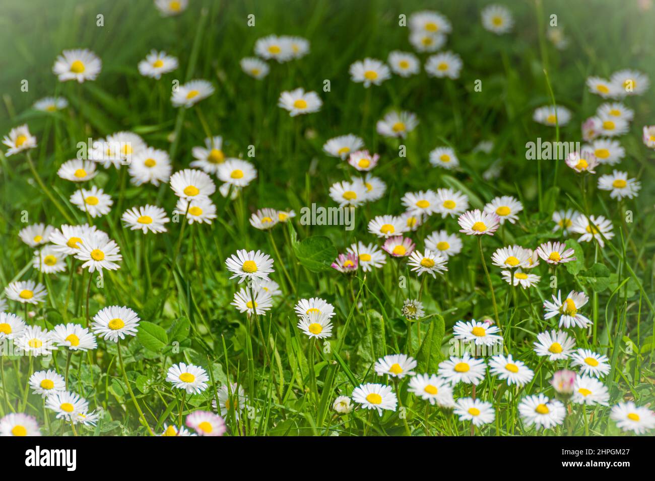 Close view of the ground of a garden with green grass and daisies in spring Bellis perennis Stock Photo