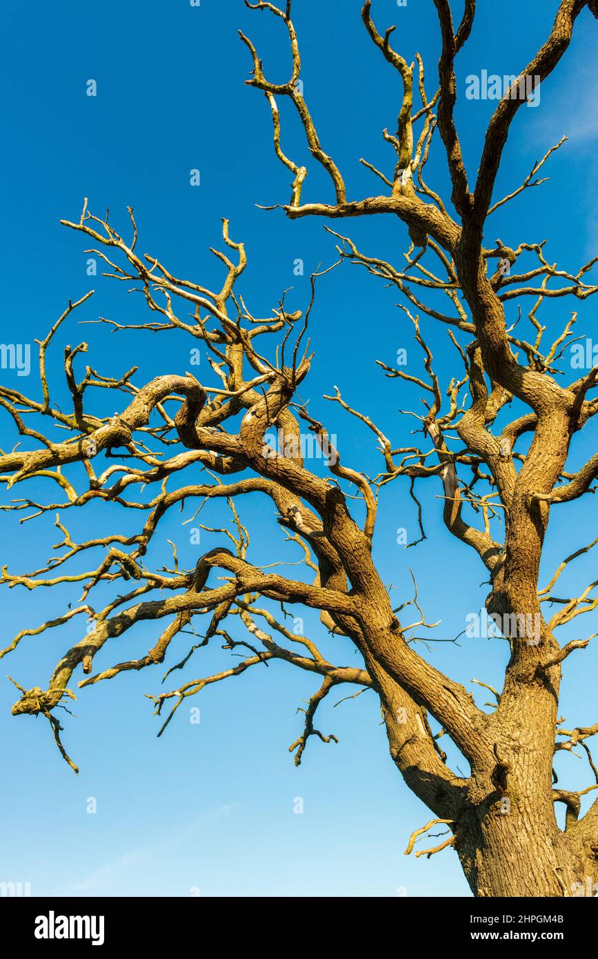 The bare twisted branches of a dead oak tree set against a cloudless blue sky Stock Photo