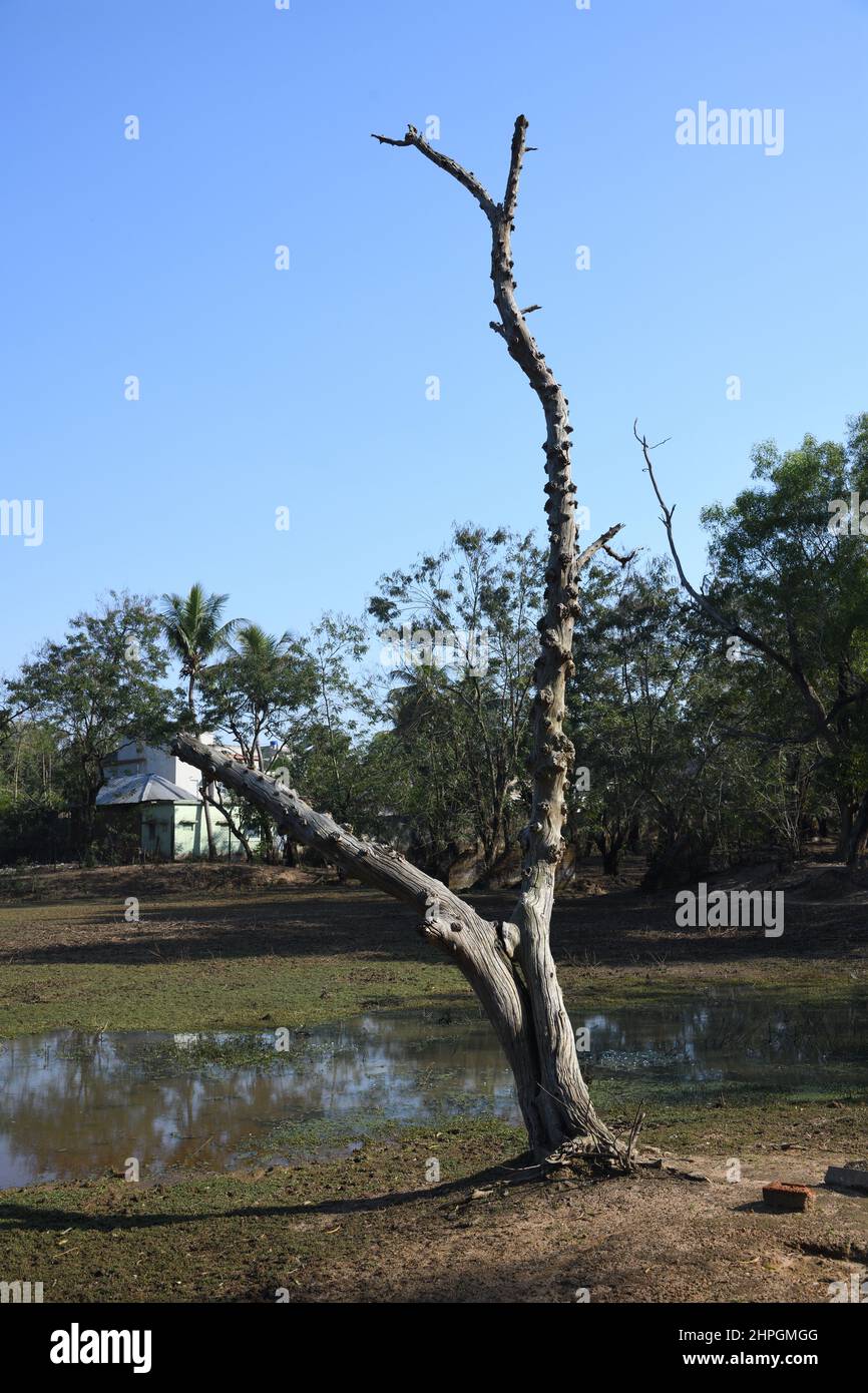 Dried tree of the Ballavpur Wildlife Sanctuary. Bolpur, Birbhum, West Bengal, India. Stock Photo