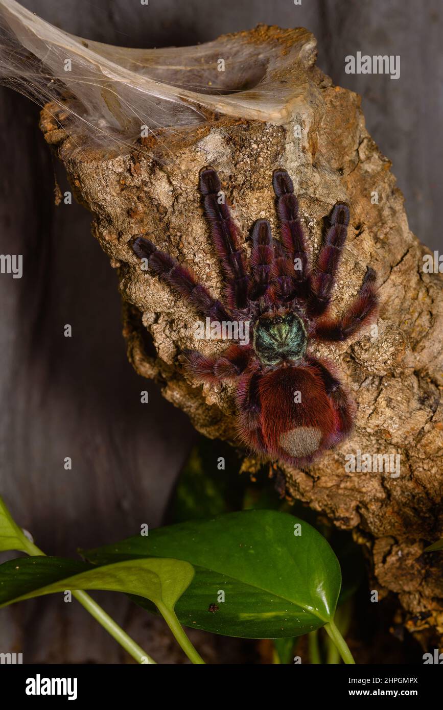 Caribena Versicolor, tarantula in a terrarium, Caribena Versicolor in a Terrarium, beautful spider Stock Photo