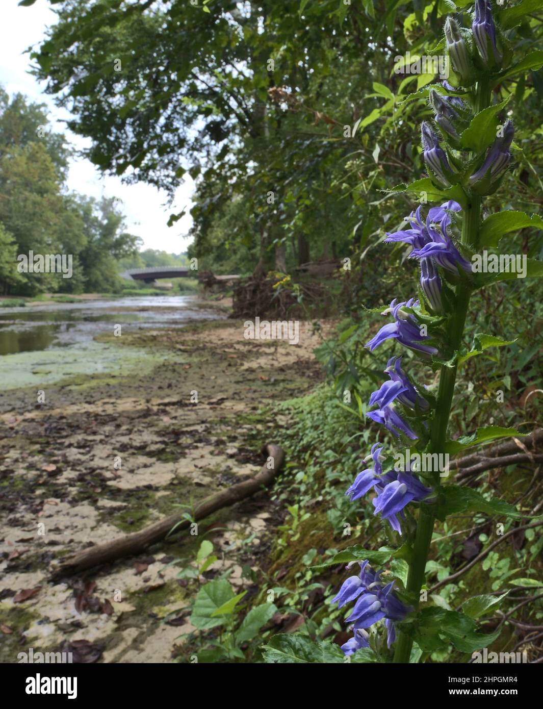 A macro image of a blue cardinal flower alongside a creek in the summer. Stock Photo