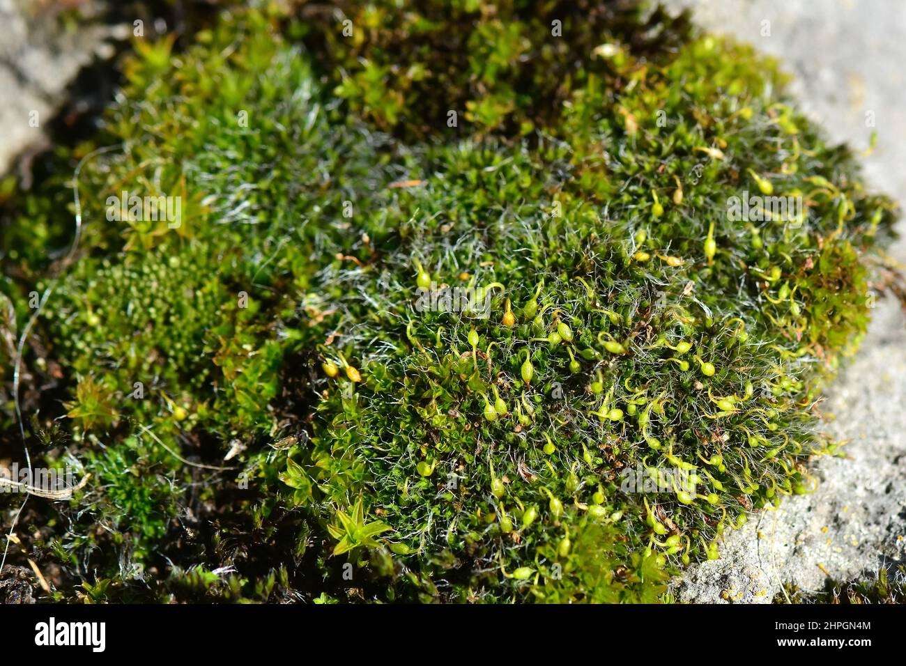 Moss, Moos, Bryophyte, moha, Hungary, Magyarország, Europe Stock Photo