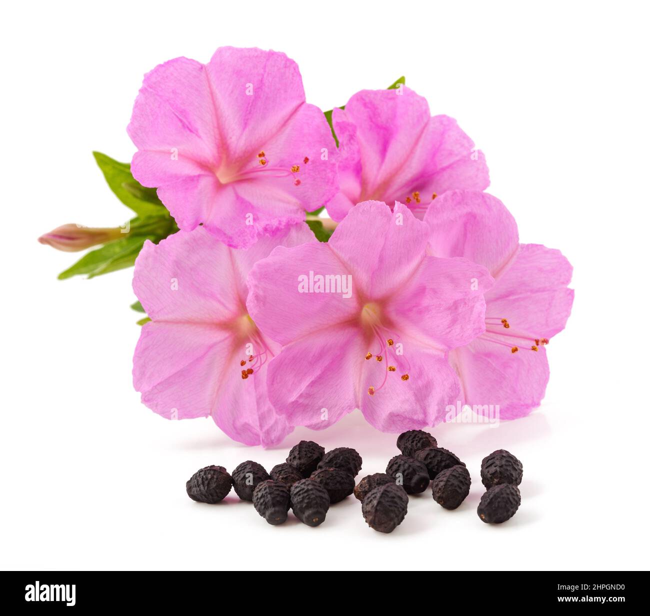 Four o'clock flowers with seeds isolated on white background Stock ...
