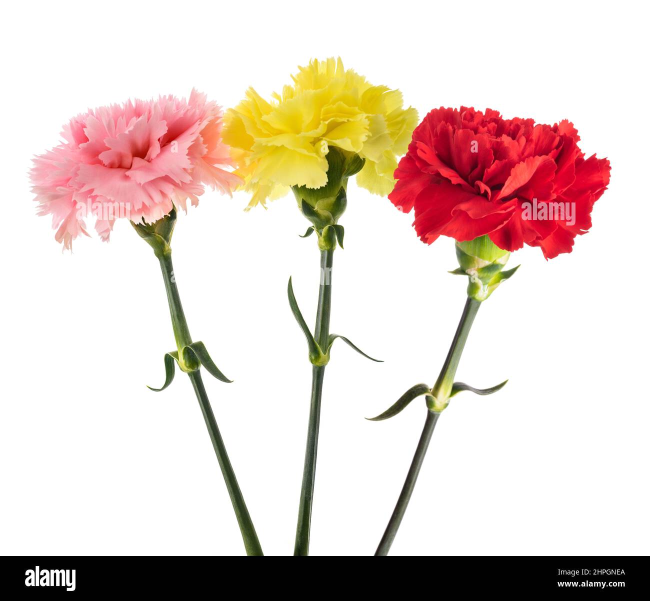 Carnations flowers isolated on white background Stock Photo