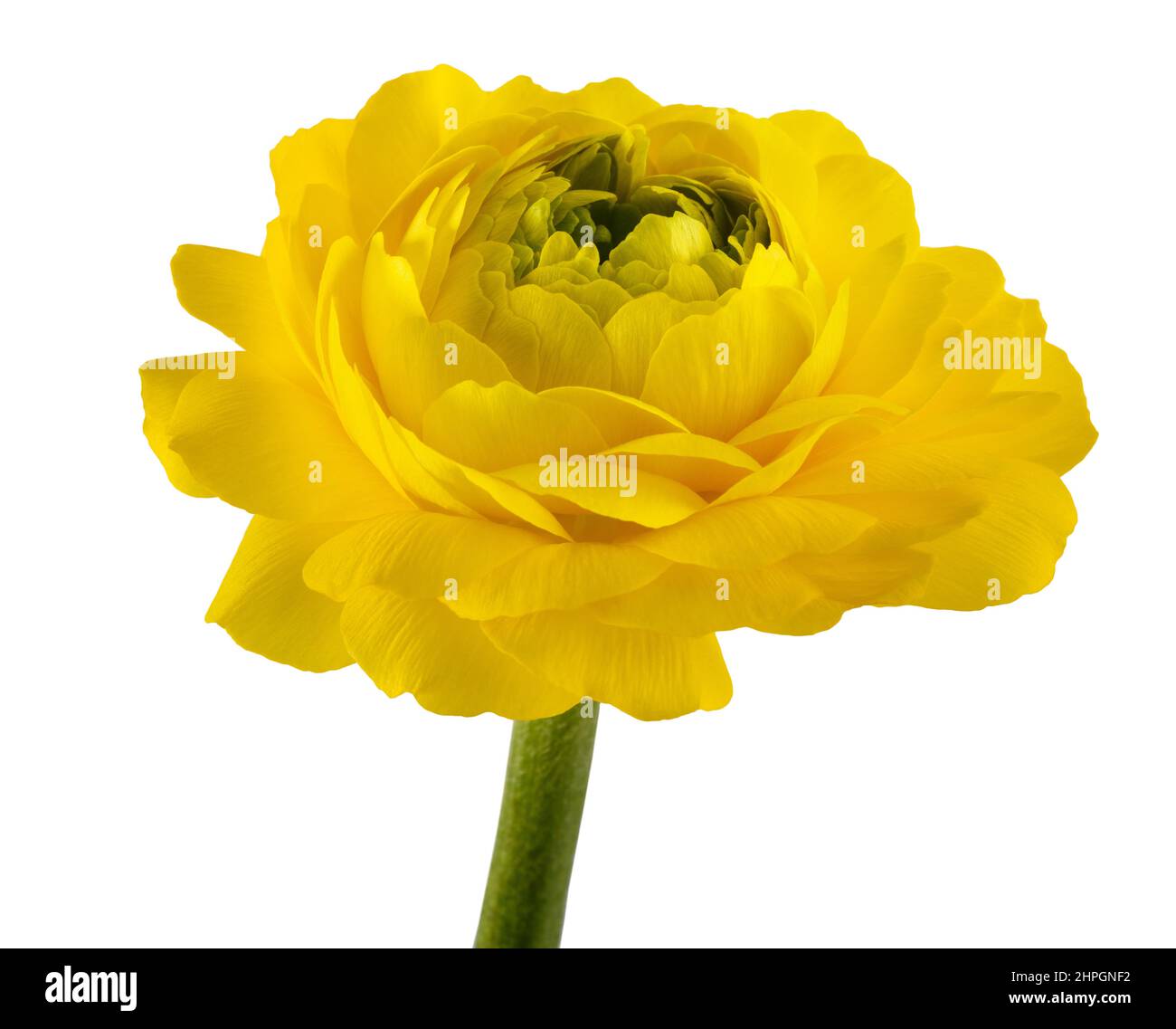 Buttercup flower head isolated on white background Stock Photo