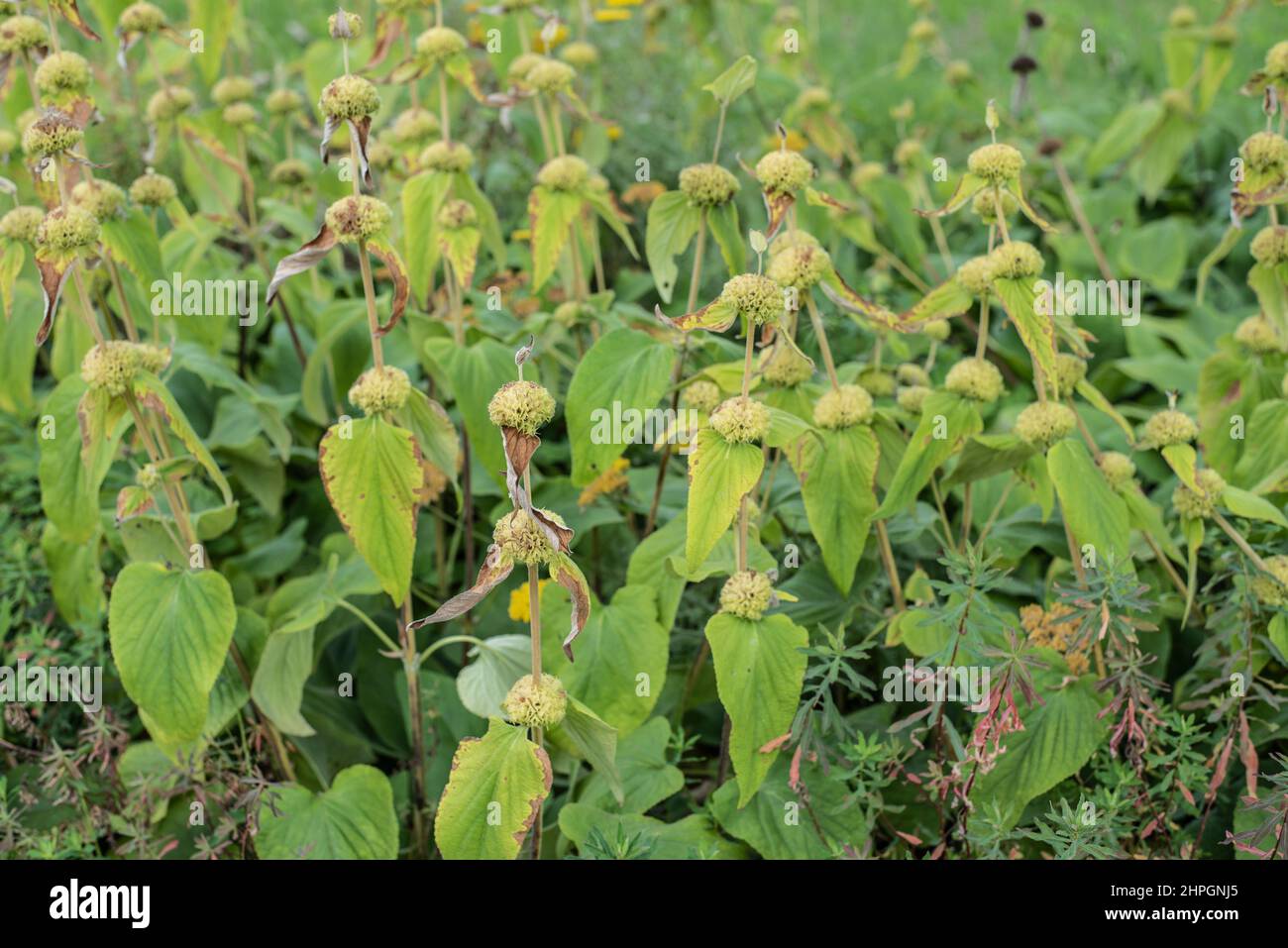 close-up of the empty whorls of jerusalem sage in summer Stock Photo