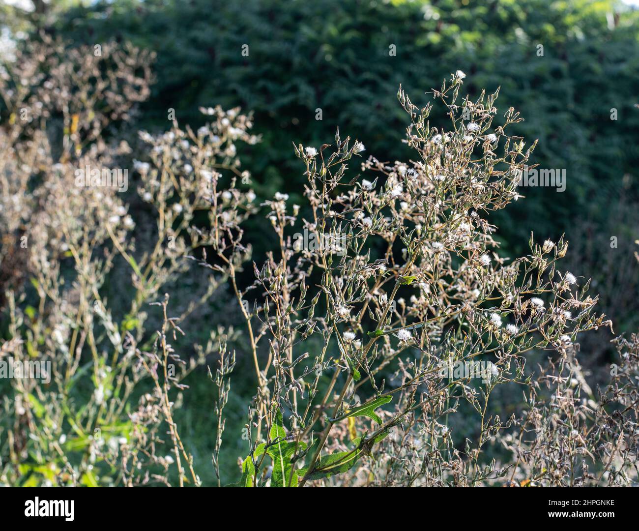 wilted narrow leaved hawksbeard plants with fluffy seeds in bright sunlight Stock Photo