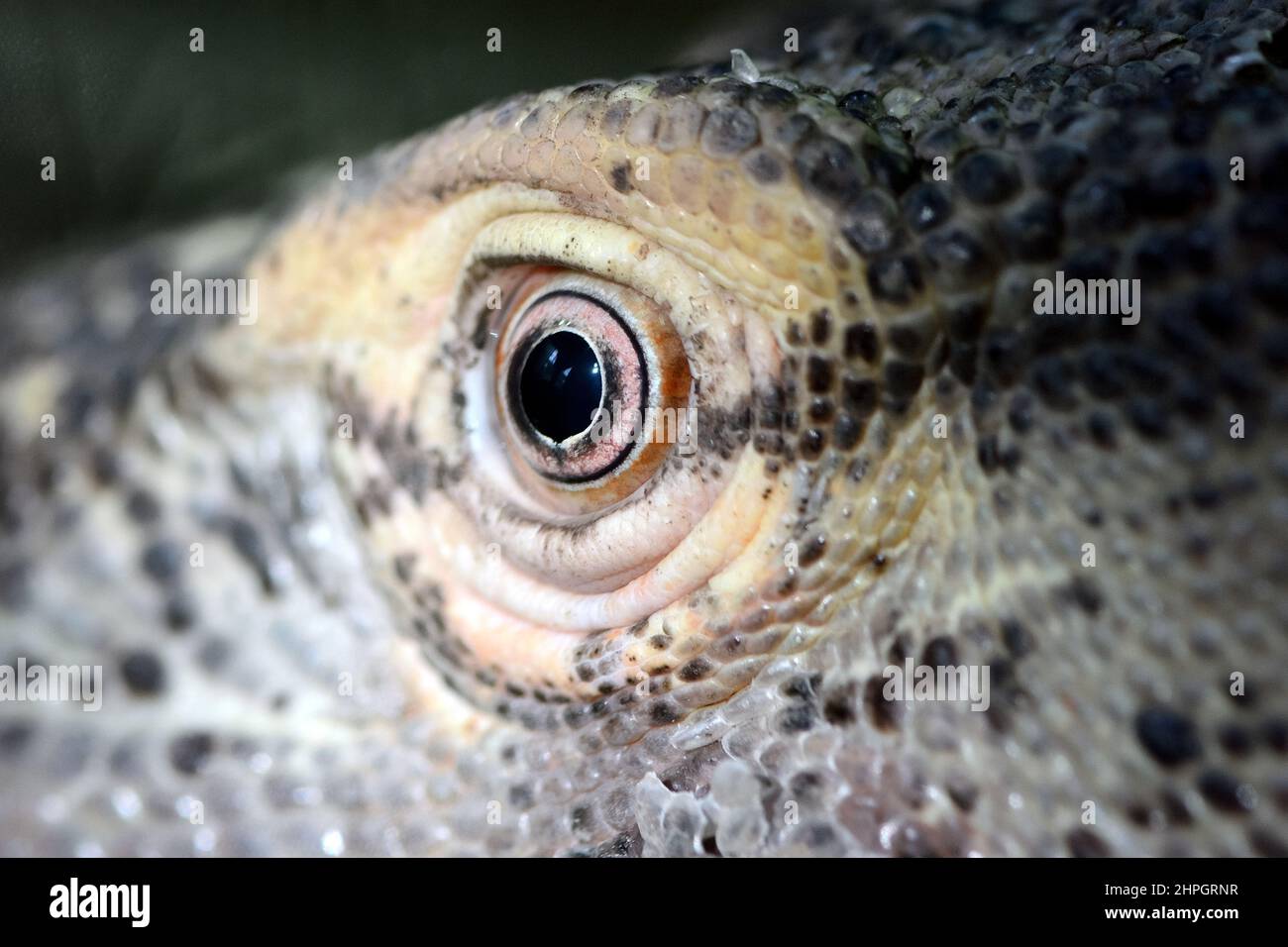 Komodo dragon, Komodo monitor, Komodowaran, Dragon de Komodo, Varanus komodoensis, komodói varánusz Stock Photo