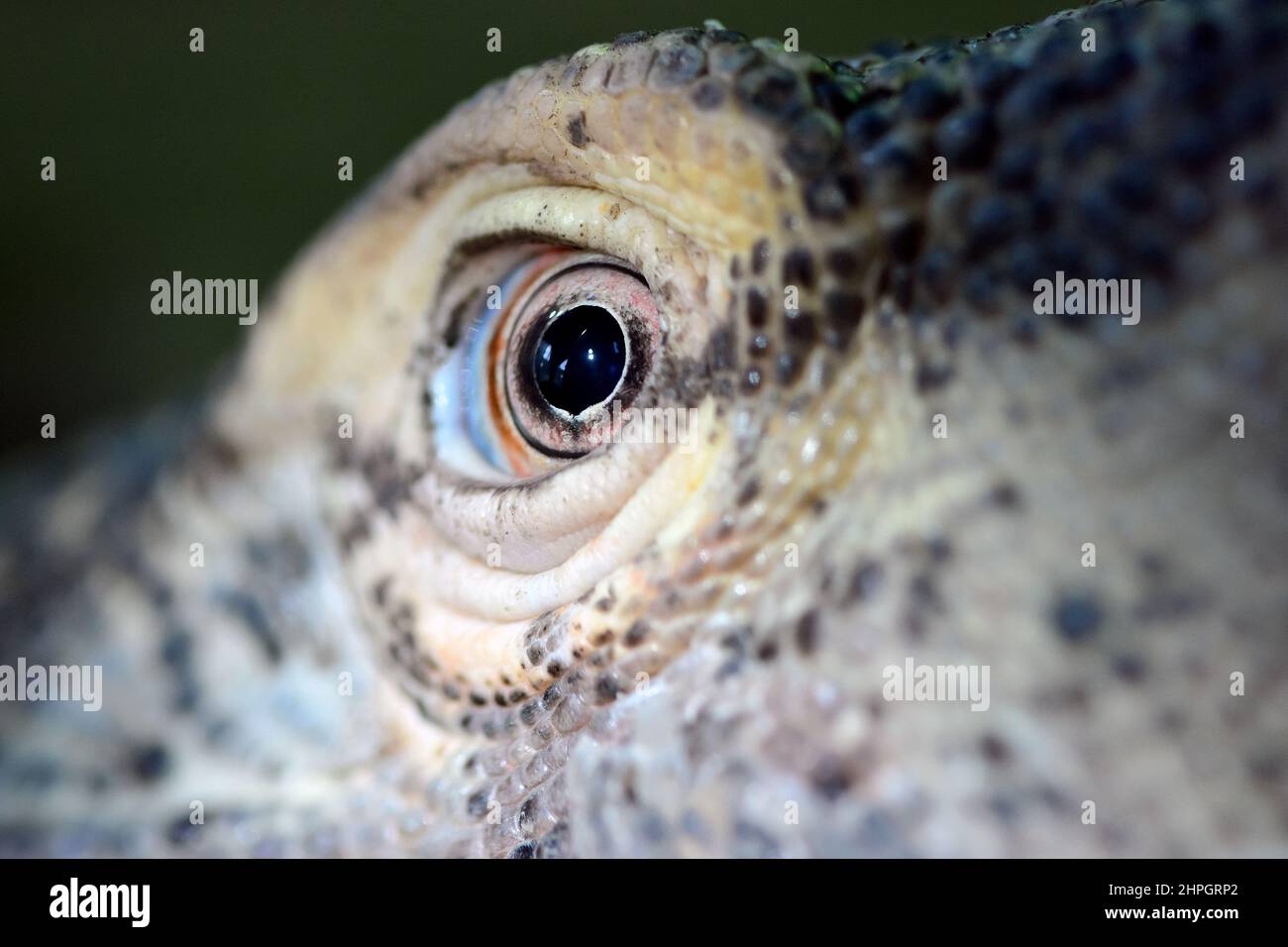 Komodo dragon, Komodo monitor, Komodowaran, Dragon de Komodo, Varanus komodoensis, komodói varánusz Stock Photo