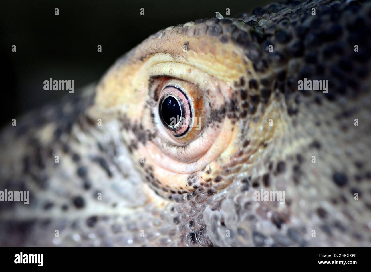 Komodo dragon, Komodo monitor, Komodowaran, Dragon de Komodo, Varanus komodoensis, komodói varánusz Stock Photo