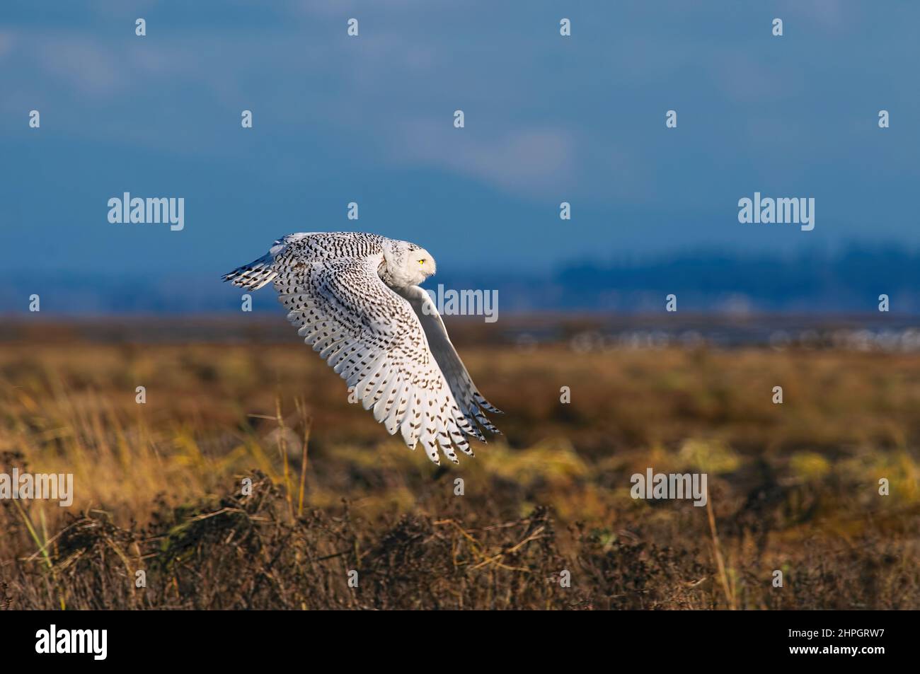 A Snowy Owl (Bubo scandiacus) flying low with wings pointed down. Boundary Bay, British Columbia, Canada. Stock Photo