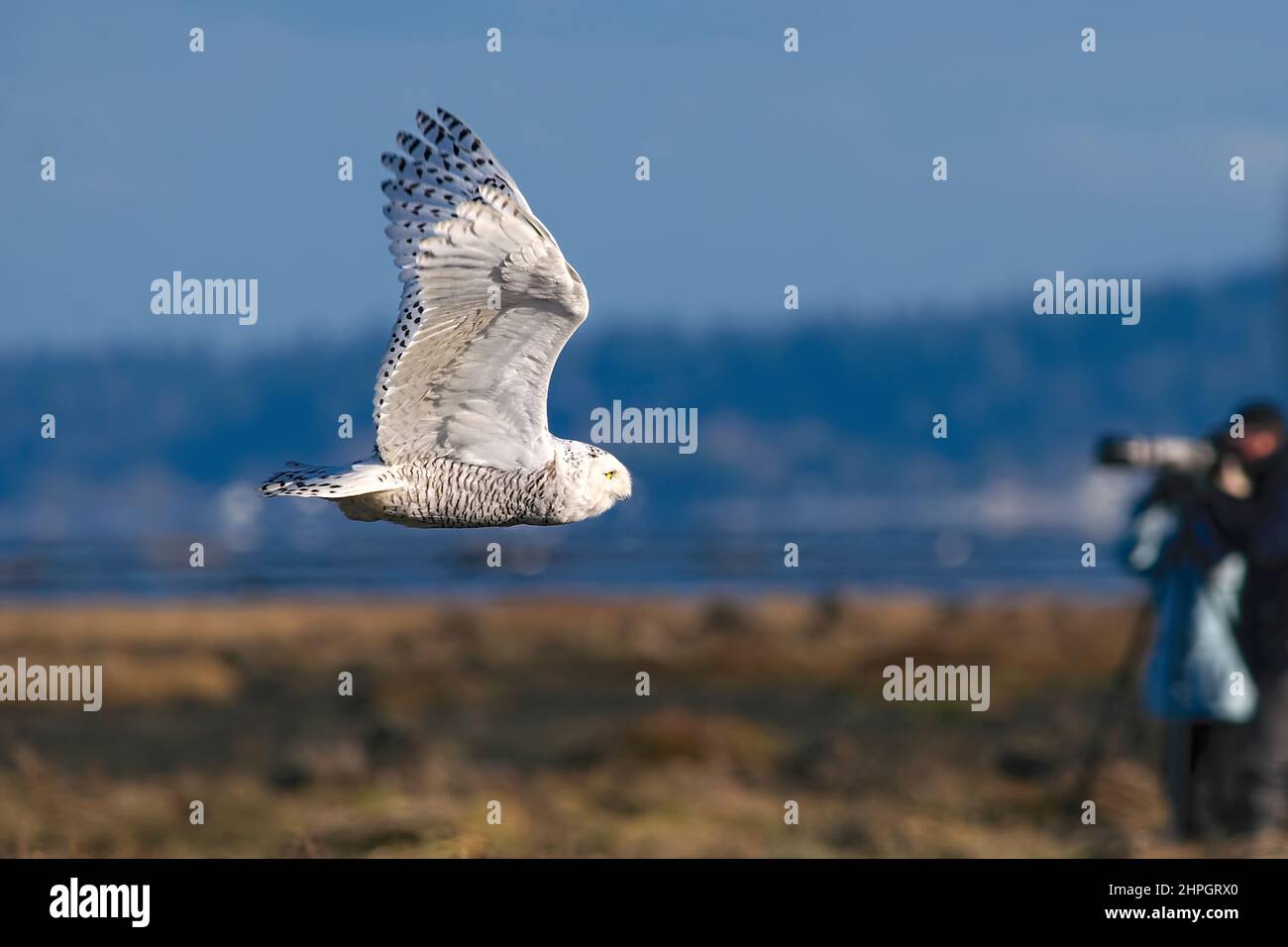 A Snowy Owl (Bubo scandiacus) flying low over a marsh with wings pointed up while a photographer takes aim. Stock Photo