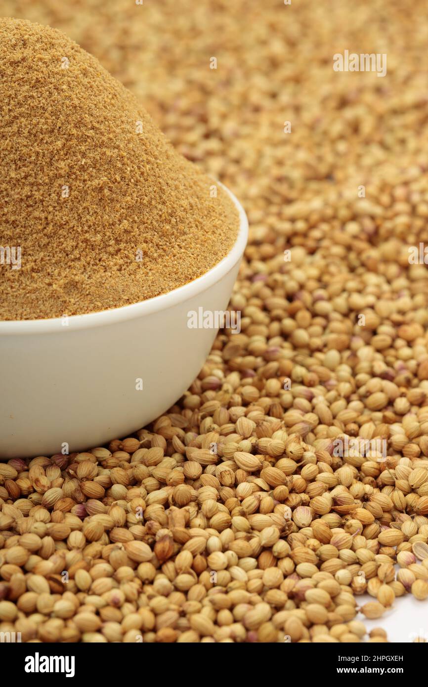 Coriander seeds with coriander powder ,indian spice ; main ingrediant for indian dishes