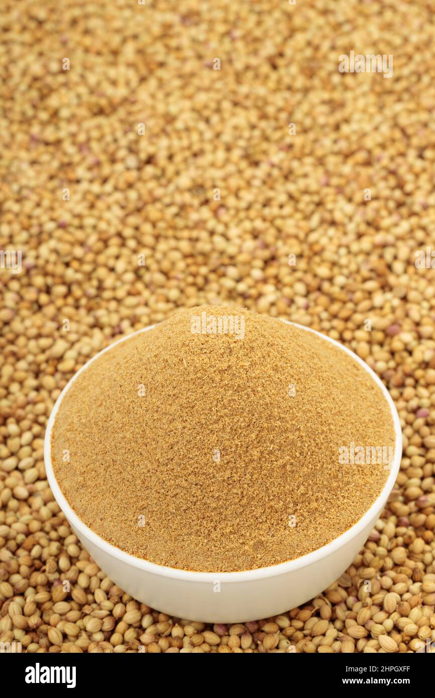 Coriander seeds with coriander powder ,indian spice ; main ingrediant for indian dishes