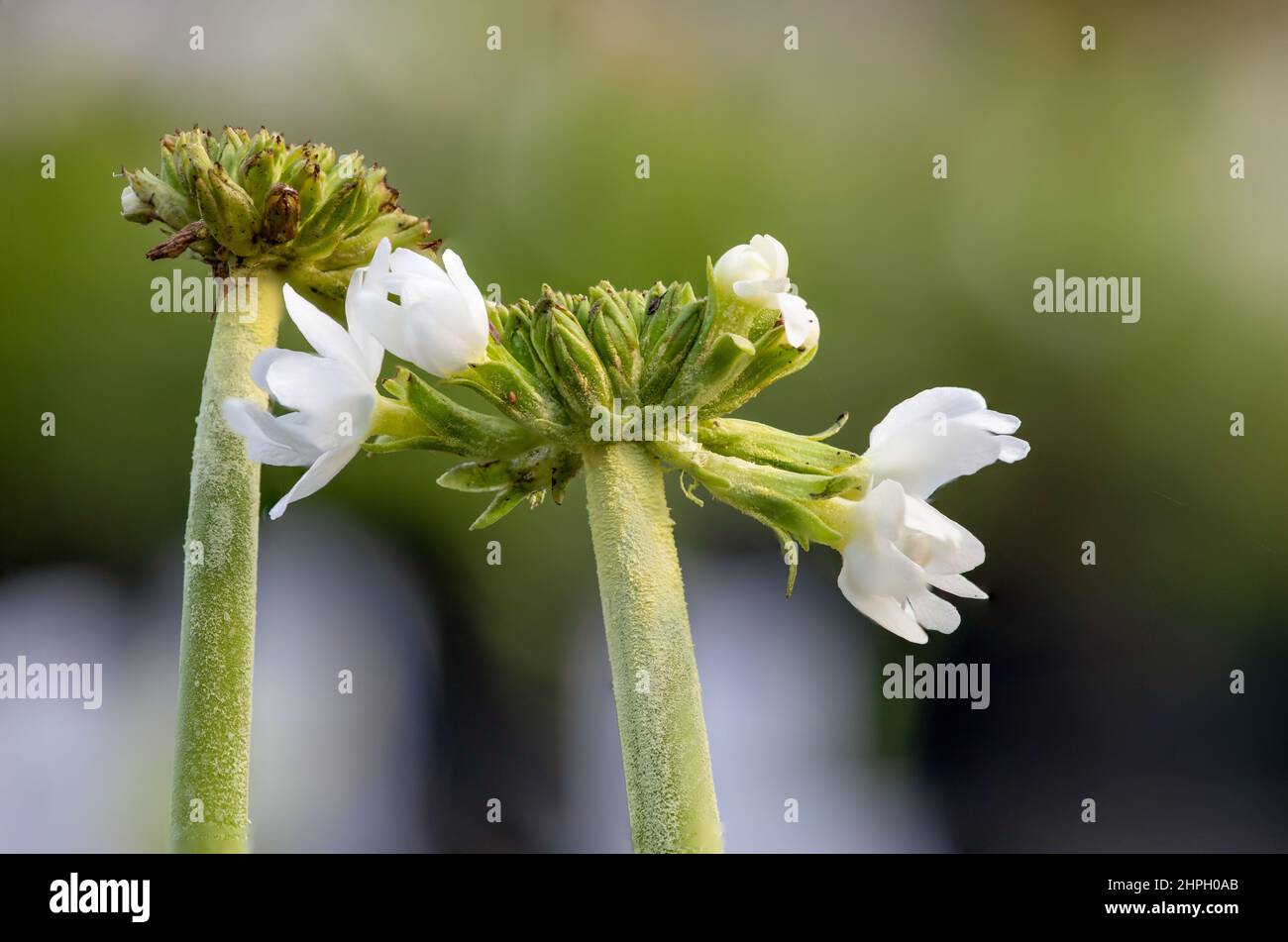 Close up of a drumstick primula (primula denticulata) plant emerging into bloom Stock Photo