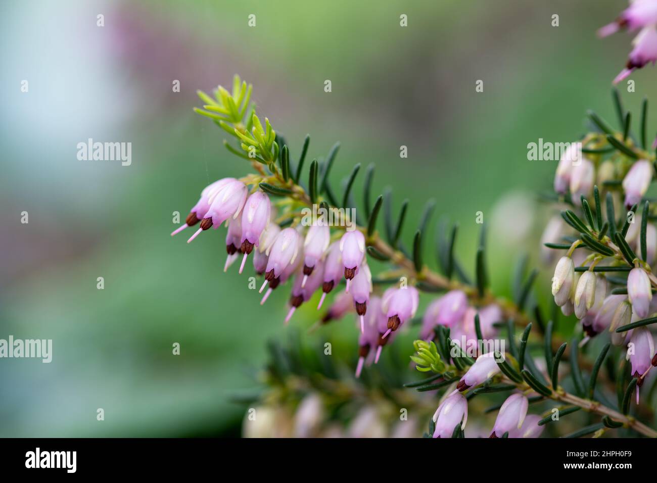 Macro shot of pink heather (calluna vulgaris) in bloom Stock Photo