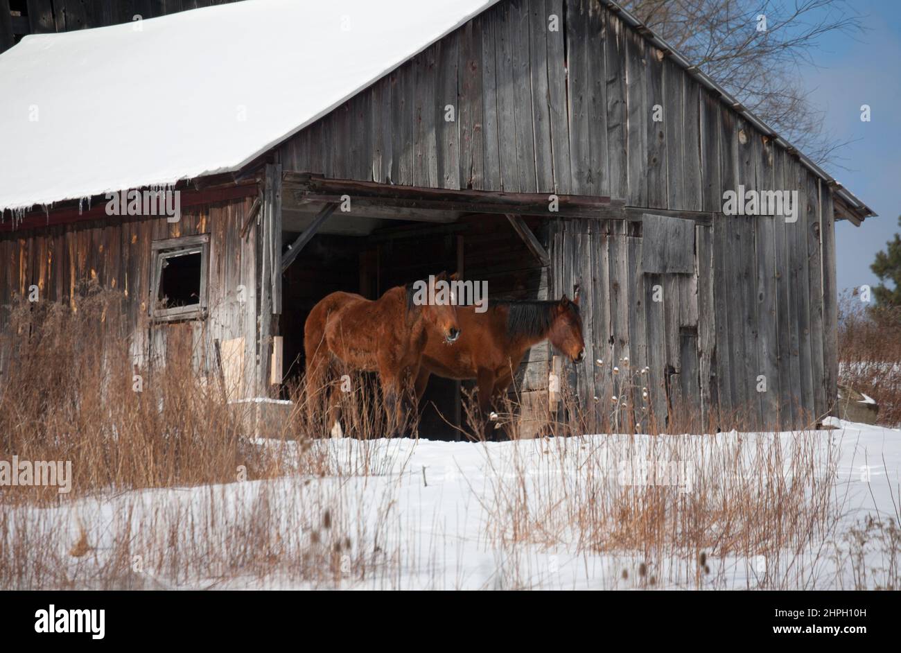 Horses in an old rundown vintage barn with winter snow, Broom County