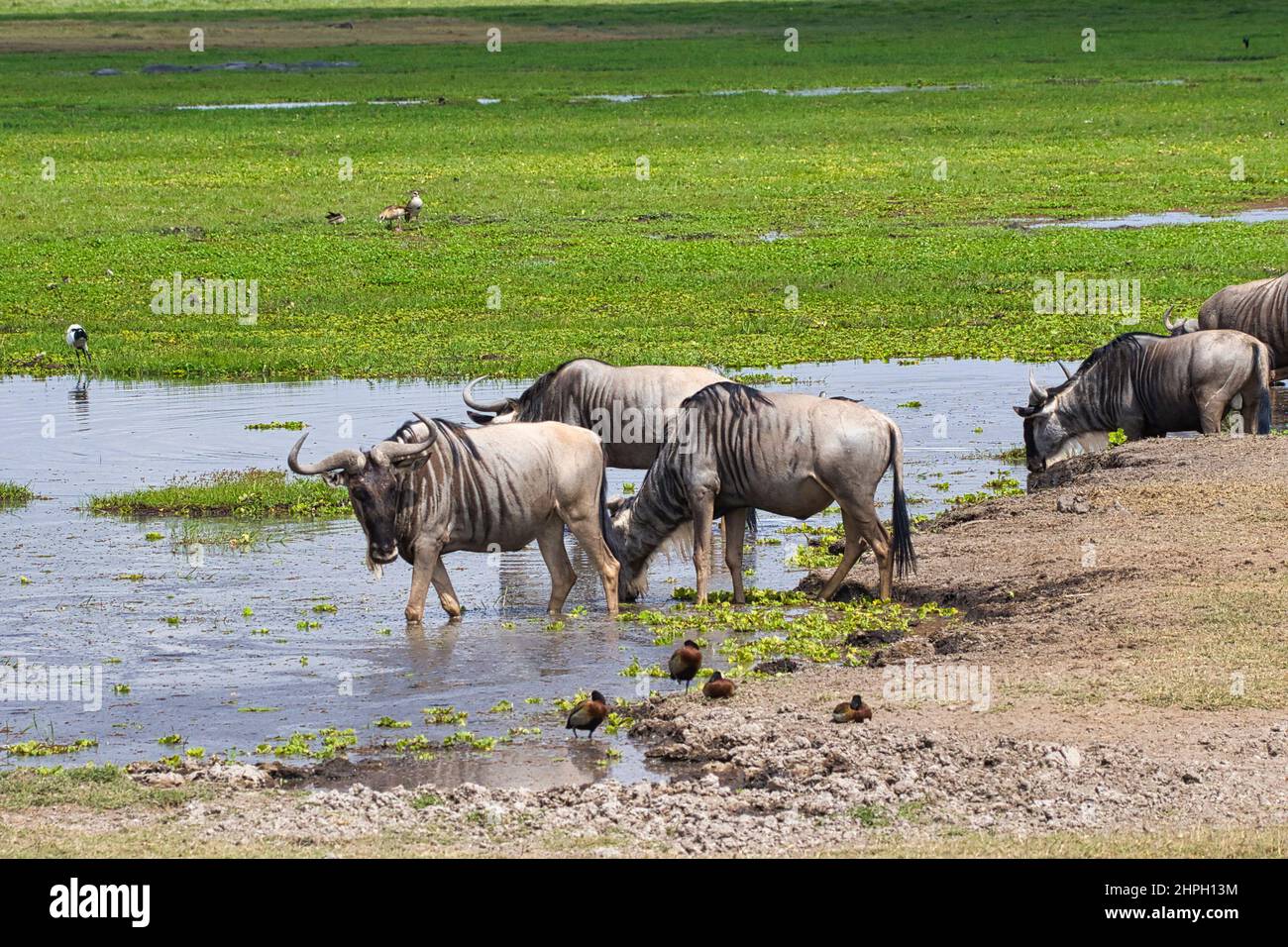 Group of blue wildebeest, Connochaetes taurinus, at a waterhole in Amboseli National Park in Kenya. Stock Photo