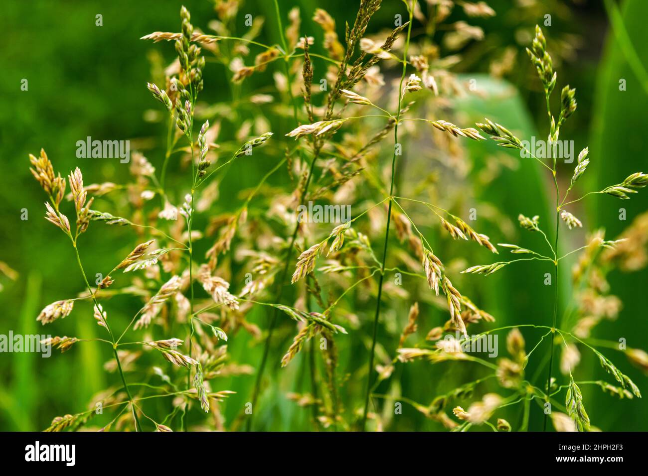 Natural background. Meadow weeds in the meadow. Horizontal photo. Stock Photo