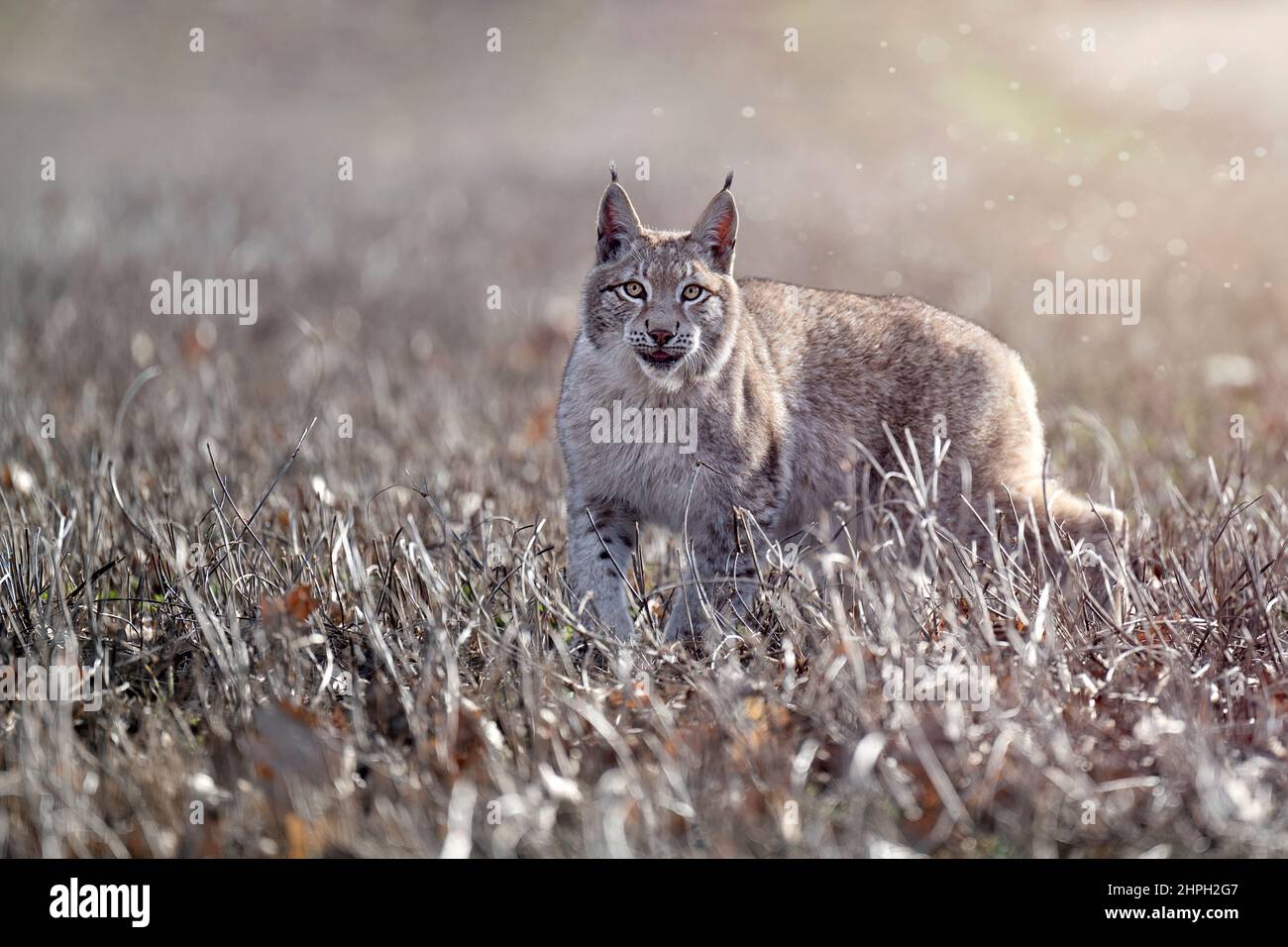 A lynx kitten crawls in a meadow. Stock Photo