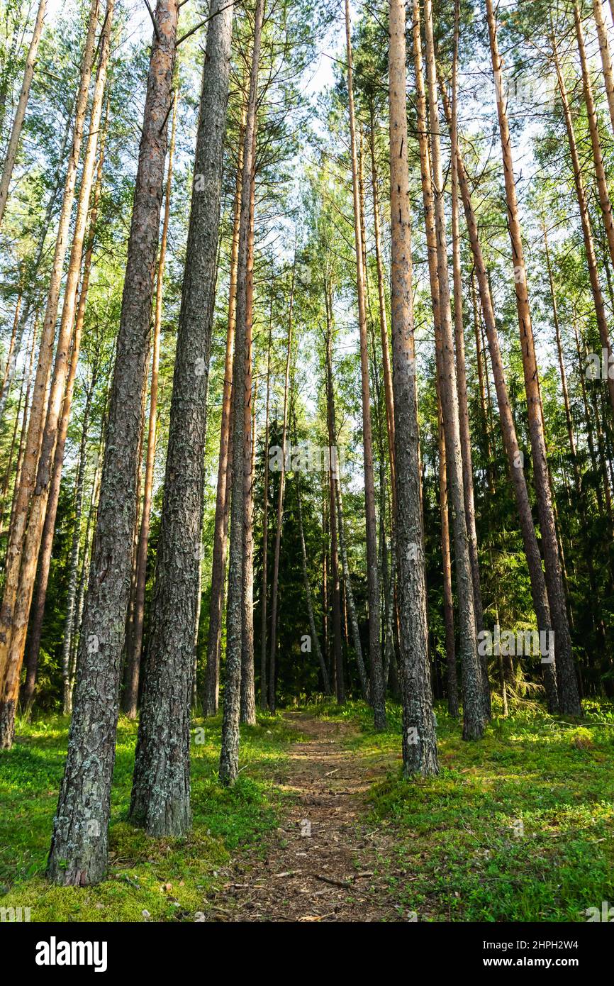 Forest path through a pine forest. Road in the coniferous forest