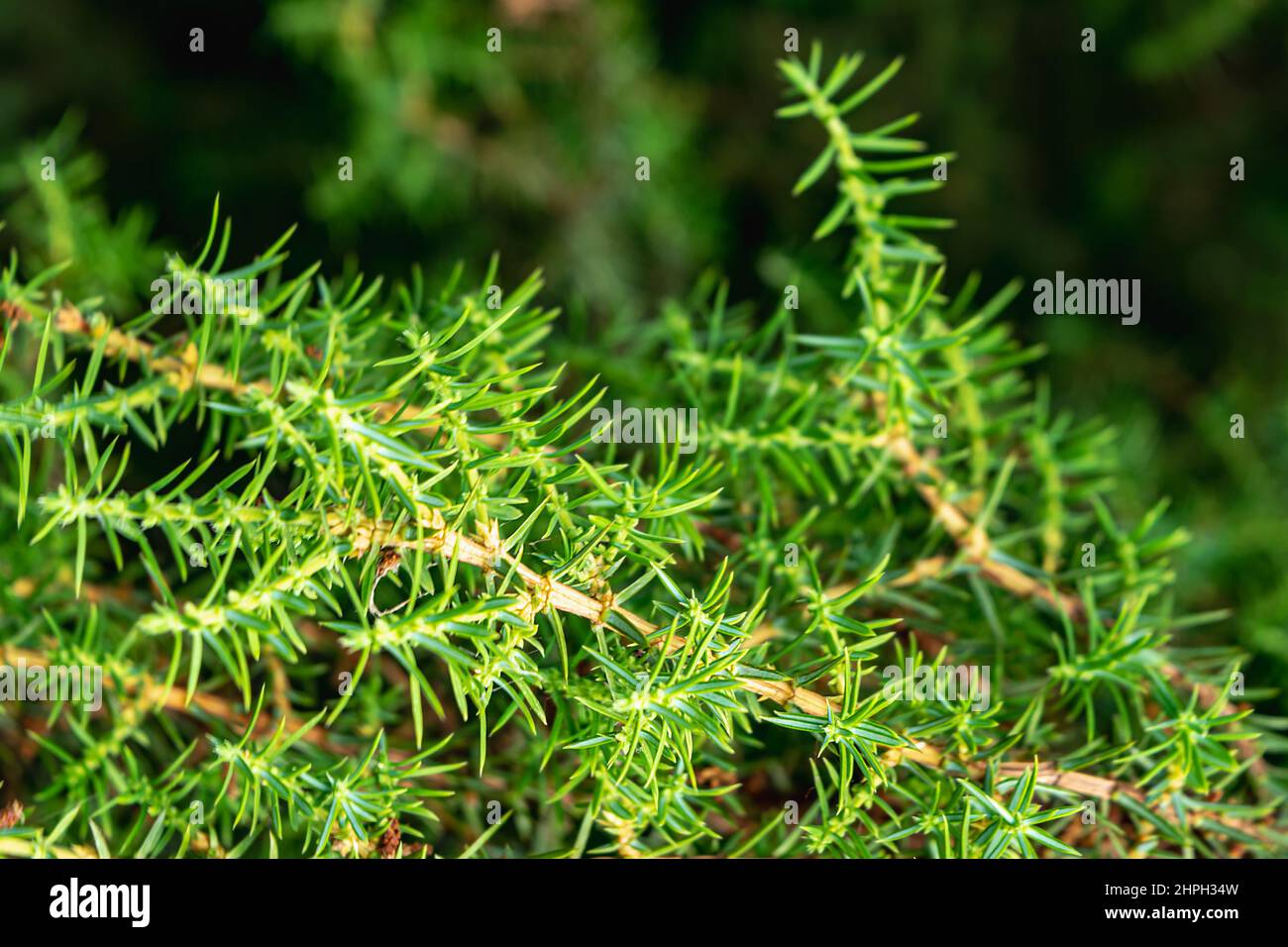Branches of evergreen juniper Juniperus. Coniferous shrub for landscape design. natural background with selective focus. Horizontal photo. Stock Photo