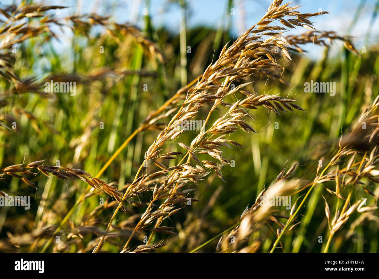 Meadow weeds in the meadow. Natural background. Horizontal photo. Stock Photo