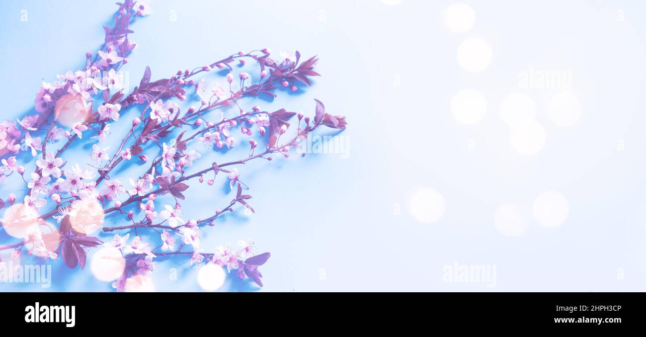 Pink spring cherry blossom with copy space Stock Photo