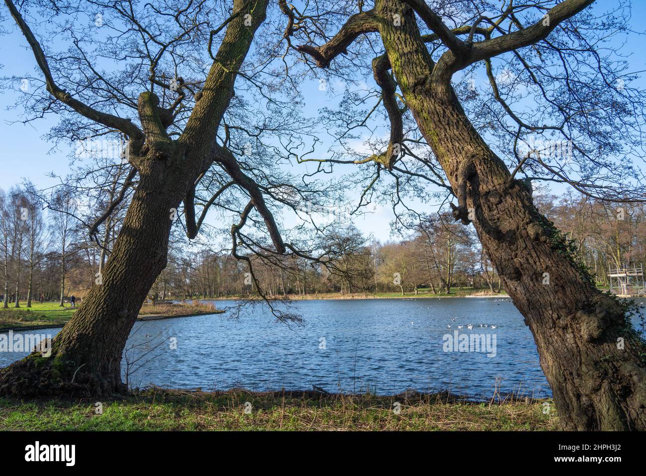 Old trees reflections, open spaces, parkland, forest, woodland, local amenity, lake side, landscape, deciduous, evergreen, kissing, leaning touching. Stock Photo