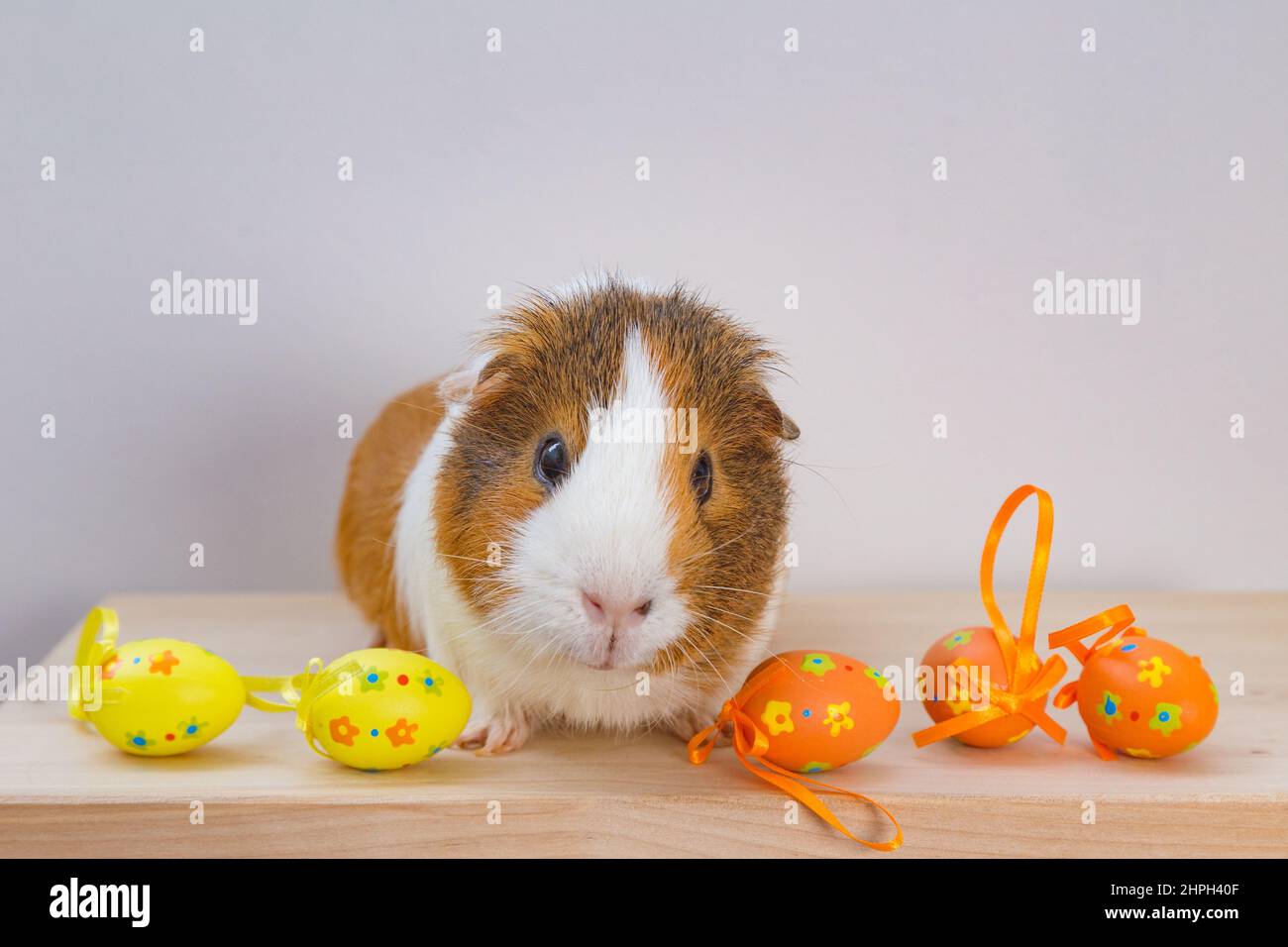 Can guinea pigs eat cheap tulips