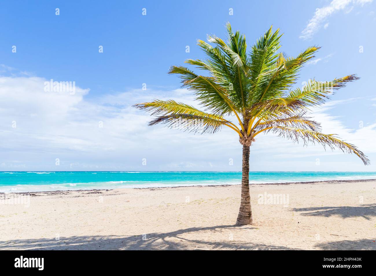 Coconut palm tree grows on a sandy beach. Dominican republic landscape