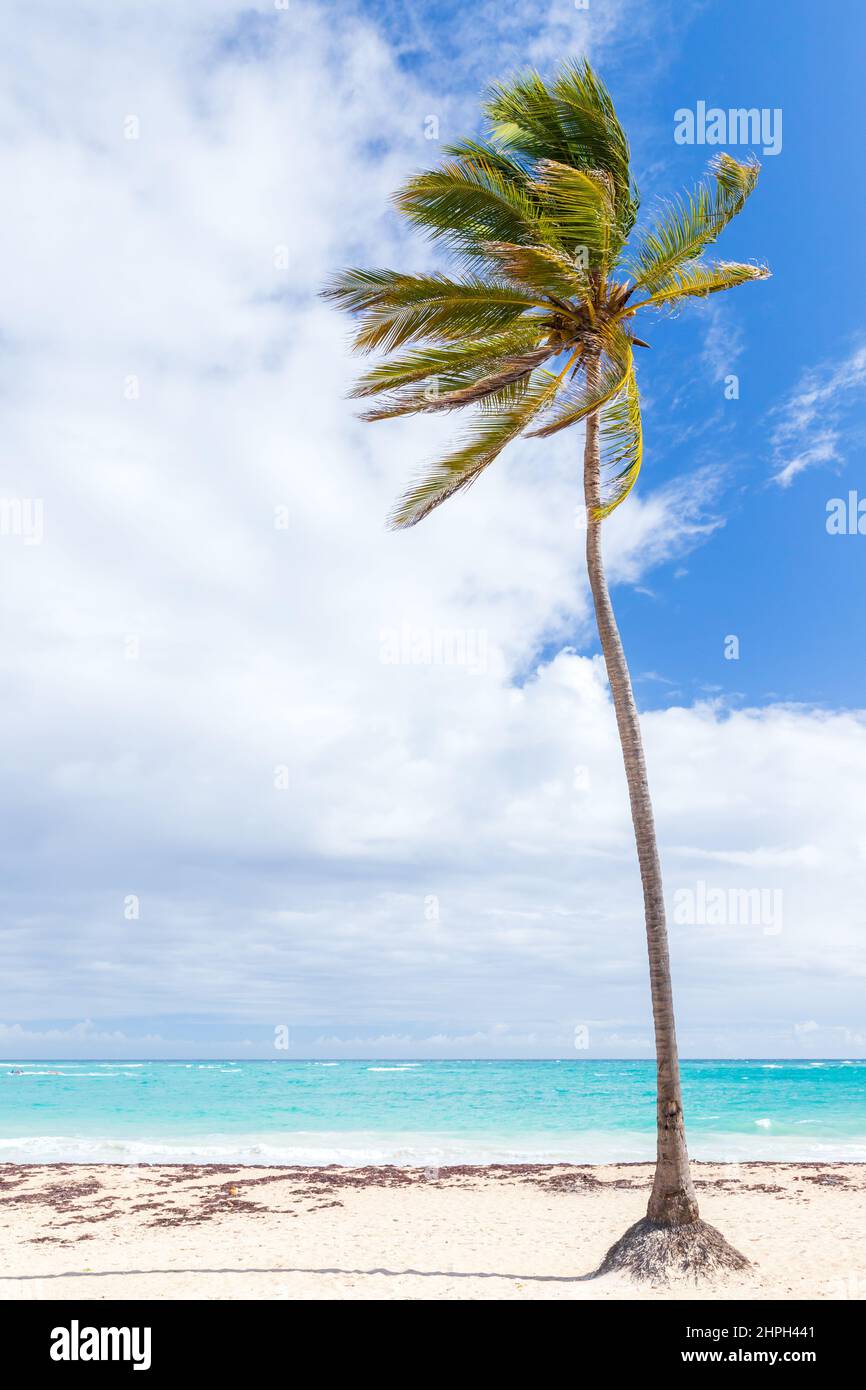 Coconut palm tree dominican republic hires stock photography and