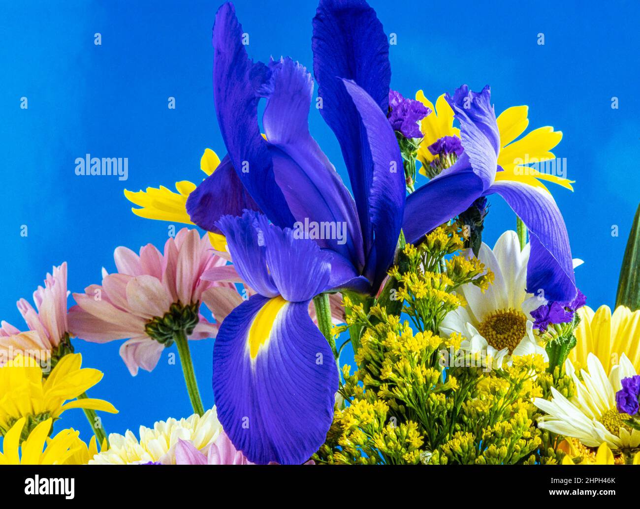 Iris xiphium, commonly known as the Spanish iris Stock Photo Alamy
