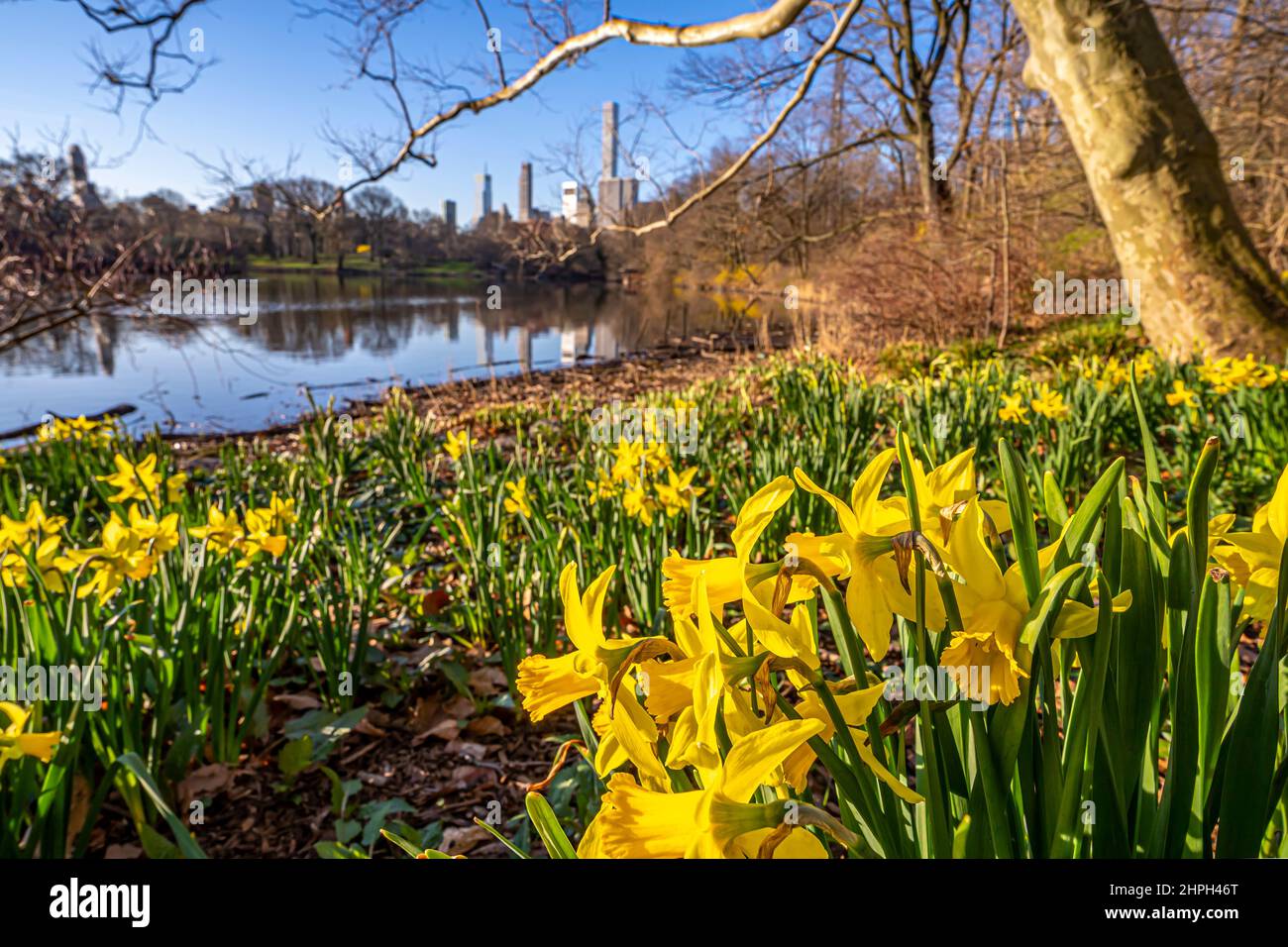 Springtime In New York Spring in Central Park, New York City Stock Photo - Alamy