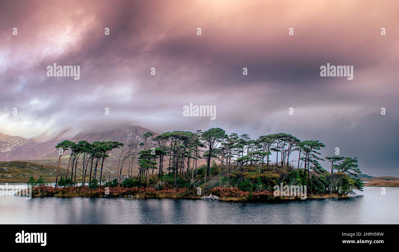 Pine Island, Derryclare Lake ,Connemara ,County Galway ,Ireland. Stock Photo